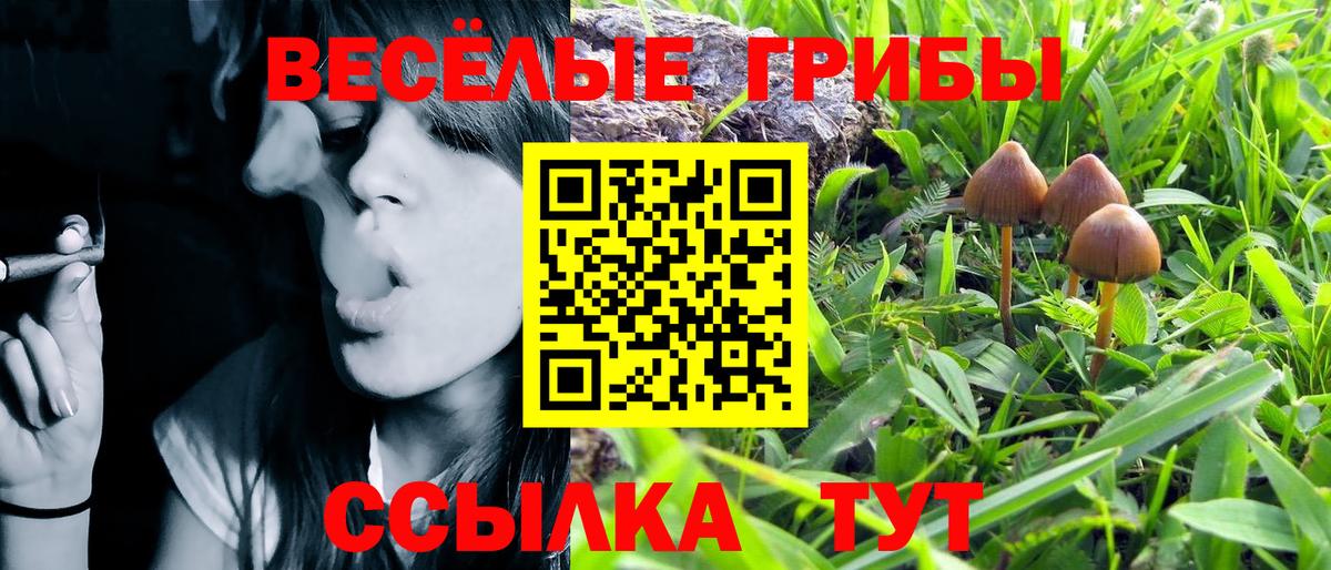 Псилоцибиновые грибы мухоморы Новороссийск